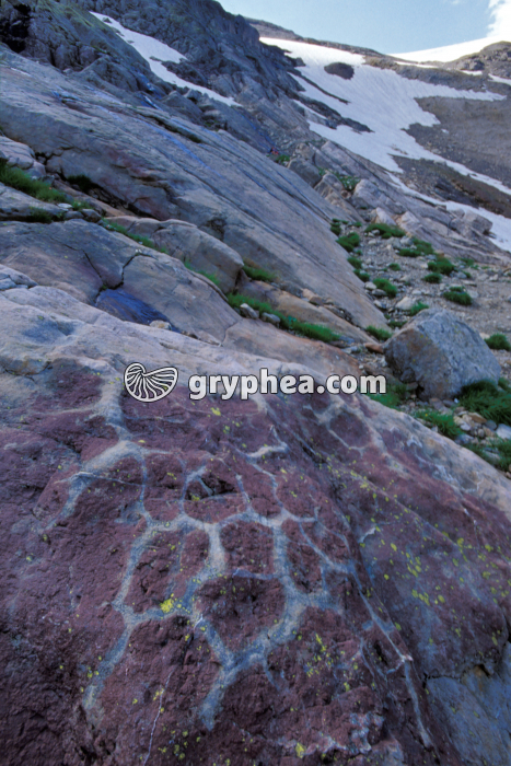 Fentes dessication fossiles (Emosson) - gryphea.org